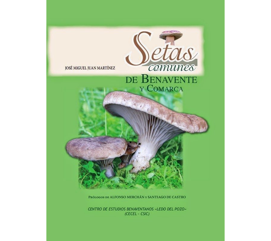 Setas comunes de Benavente y Comarca