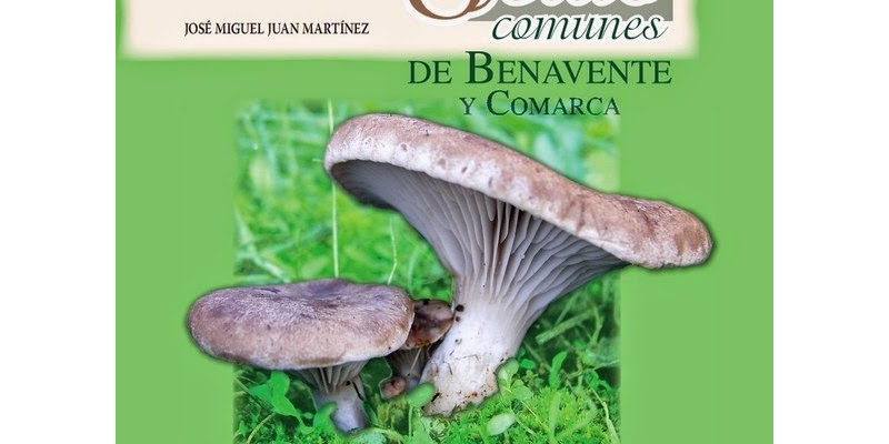 Setas comunes de Benavente y Comarca